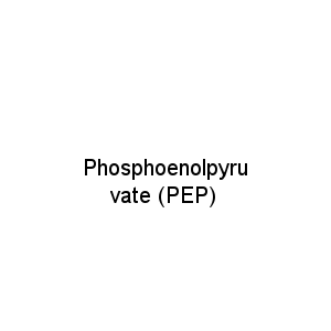 Phosphoenolpyruvate (PEP)
